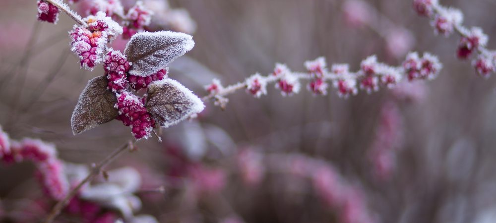les fleurs d’hiver